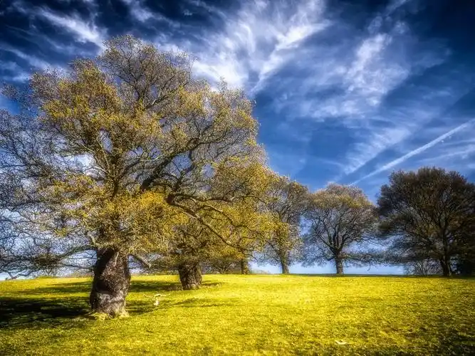 树,草,蓝天,美丽的大自然 壁纸