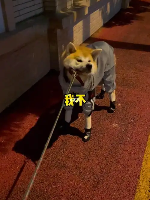 台风都走了狗子都不走