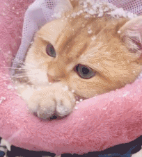 猫咪第一次看雪,它冻得直打哆嗦,猫:真的好冷啊