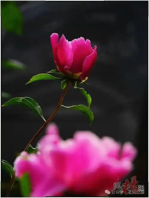 【图集】景深控制虚实,拍花事半功倍_花草_主体_效果