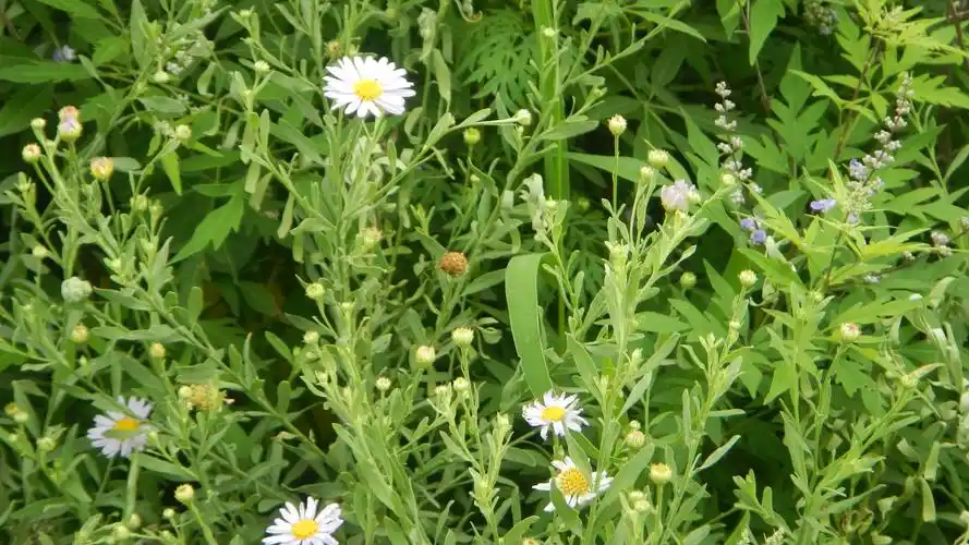 小花,绿色,花小花壁纸图片