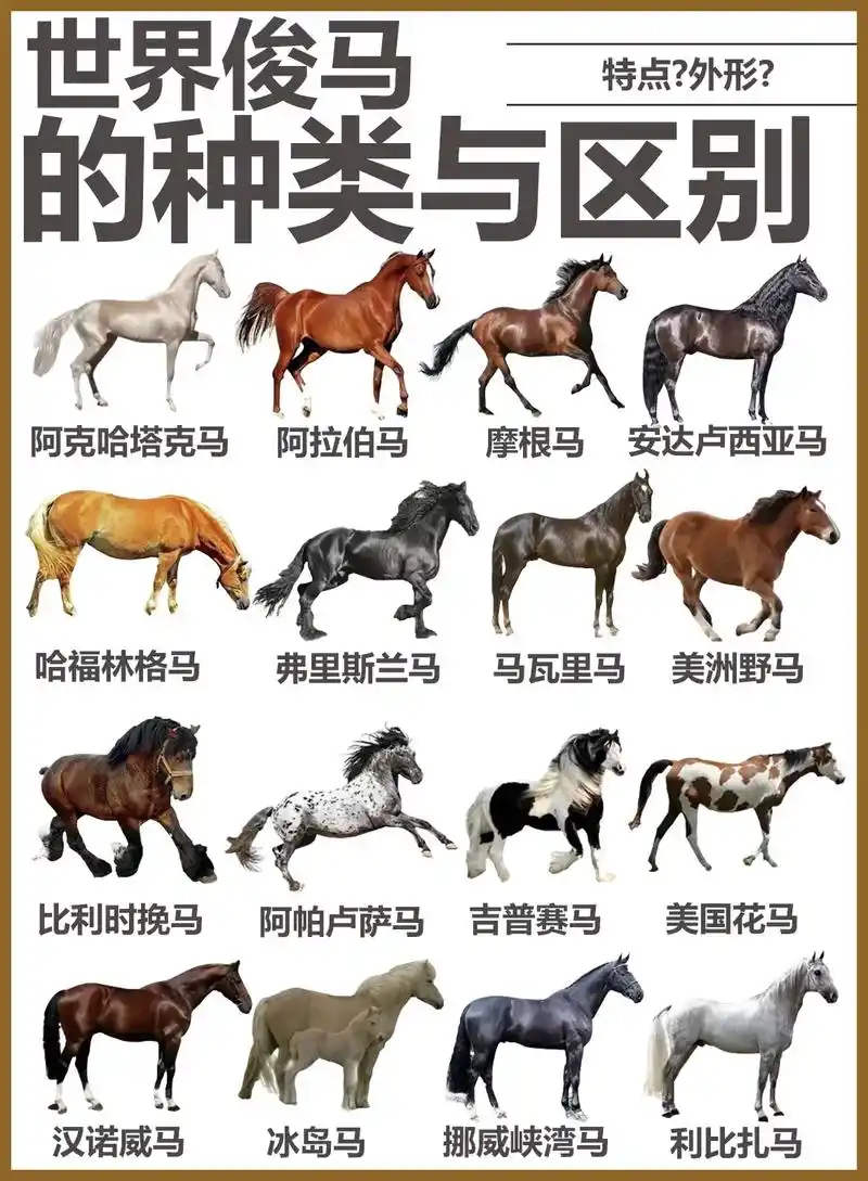 世界俊马的种类与区别.bgm—let you down(调音 - 抖音