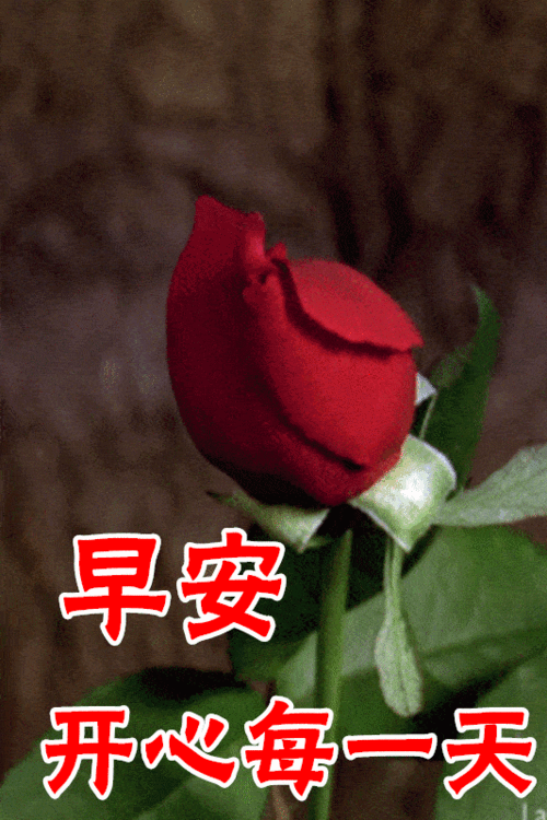 533_800竖版 竖屏gif 动态图 动图