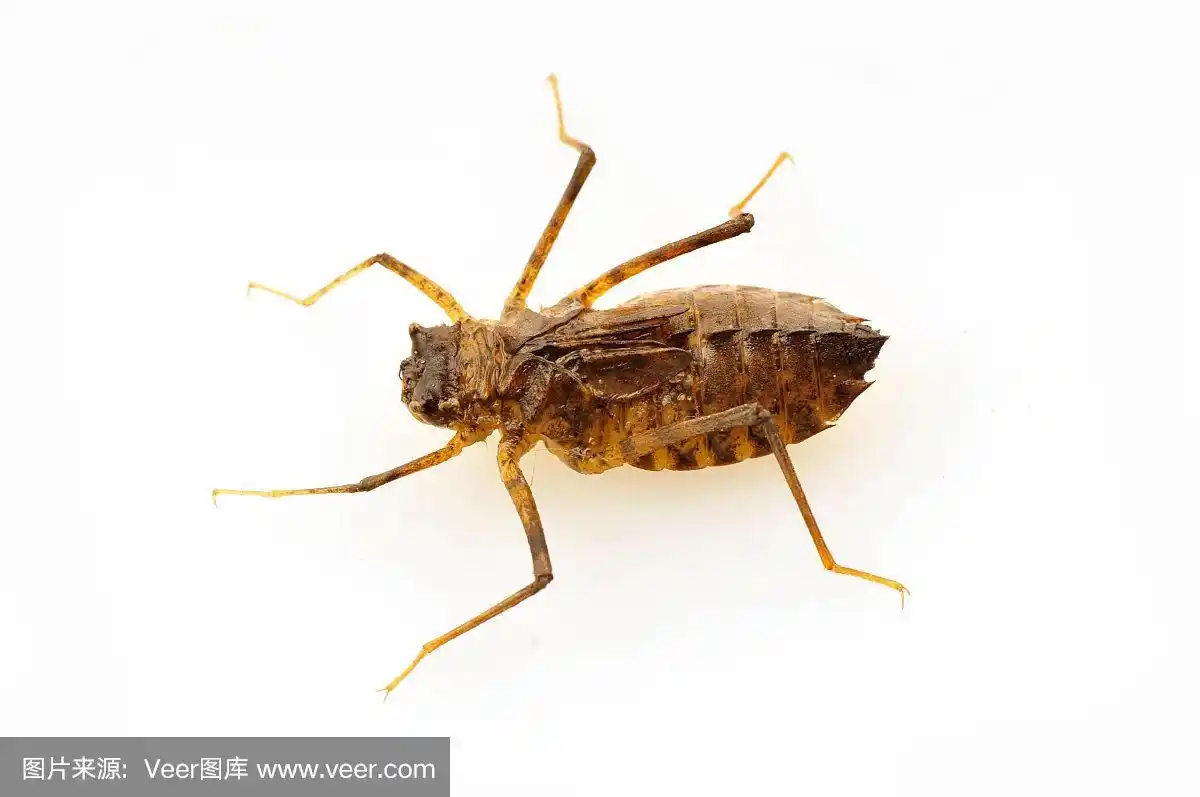 在白色隔离的蜻蜓幼虫