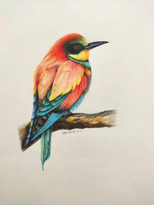 彩铅黄喉蜂虎鸟步骤