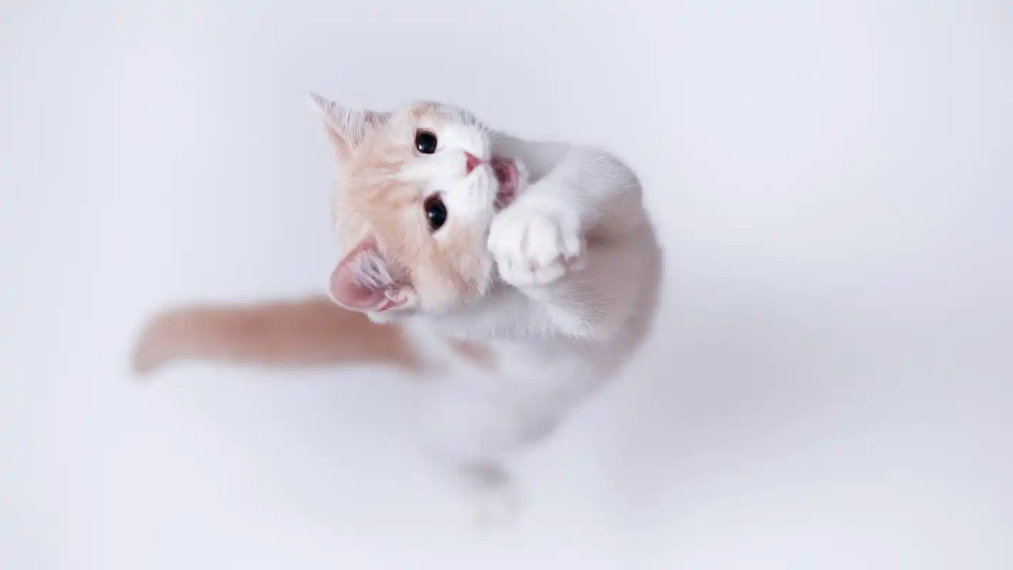 可爱的萌宠猫咪图片高清宽屏桌面壁纸