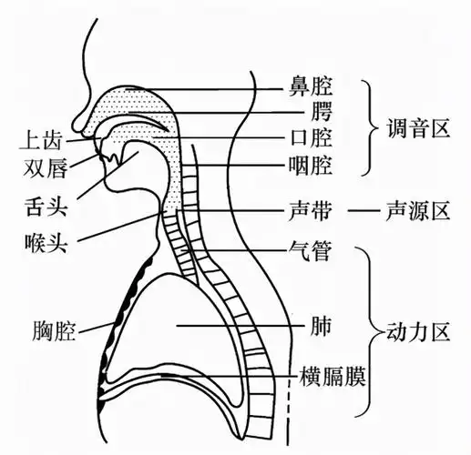 唱歌用什么部位发声如何灵活运用发音器官
