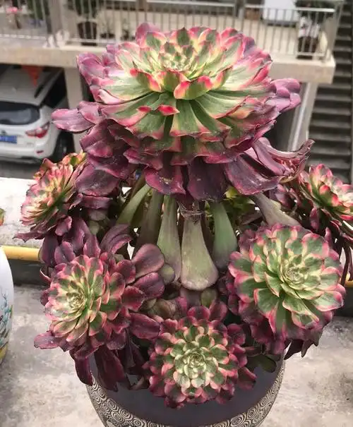 美娅法师 法师三尊