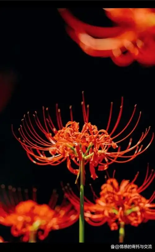 她叫彼岸花,生长的田间小路.