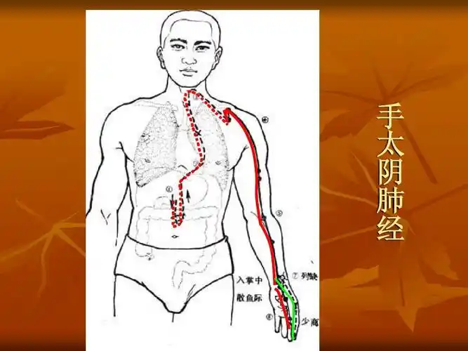 十二经脉循行示意
