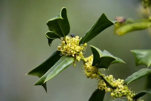 【原创】趵突泉公园——枸骨花 - 金城十八子 - 金城十八子的博客