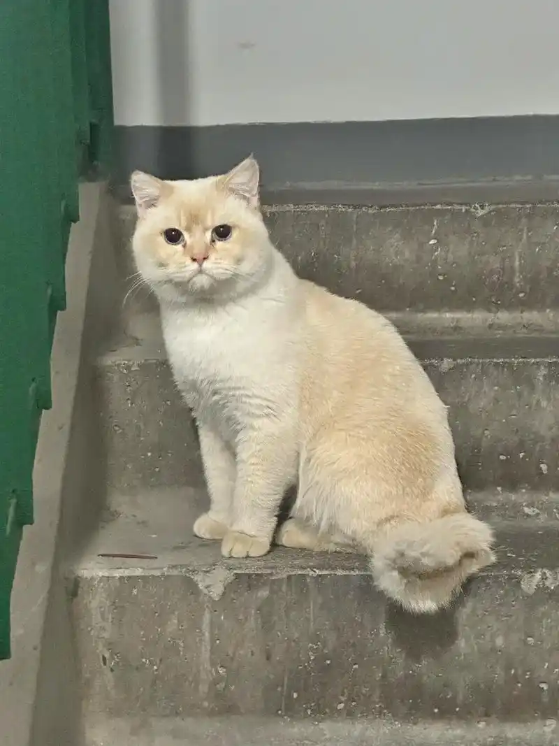 英短乳白弟弟找领养.又捡猫了,谁家猫猫丢了吗?大半个月前就看 - 抖音