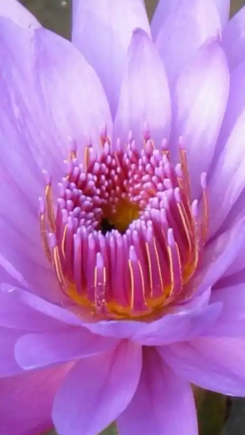 佛地金莲花 - 美篇