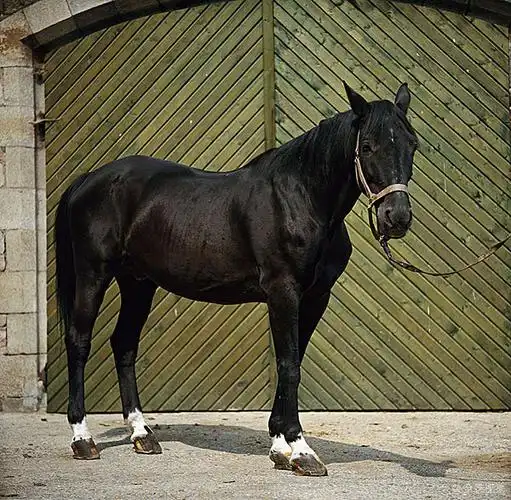 大门_马_动物_哺乳动物_骑乘_赛马_黑色_温暖_血_侧面视角_高清图片