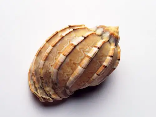 清新的贝壳海螺