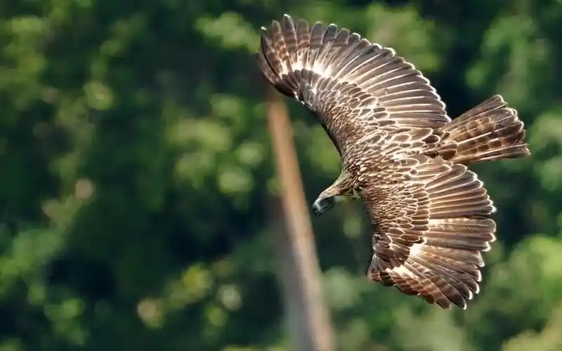 现存的巨鹰食猿雕,爪子和人手一样大,能轻松抓起100斤猎物!