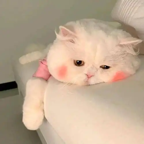 治愈萌宠动物头像 盛意以江河 江河不及你