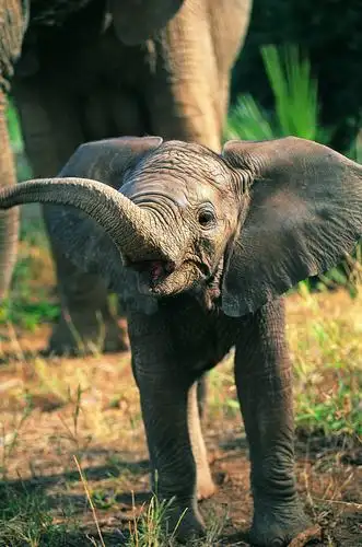 图片大全 动物图片 可爱小象图片 > 可爱小象图片 第14张