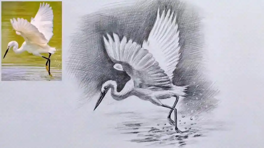 简单易学的素描动物白鹭画法