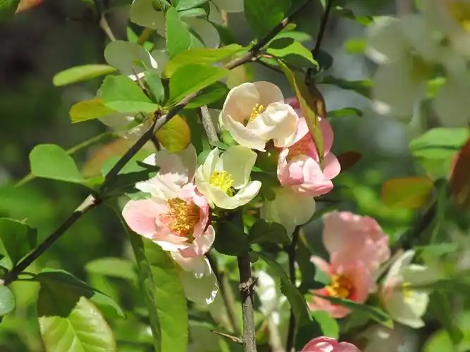 东洋锦海棠复色海棠天大海棠季校园开放日续集七卡片机傻拍201940