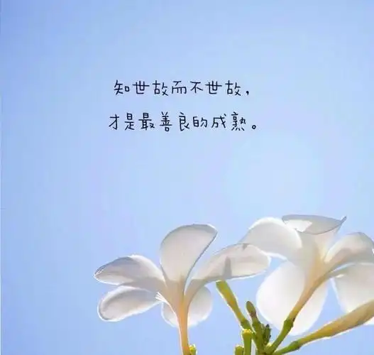 朋友圈经典哲理句子火了,成熟是越能接受现实,而不是更现实