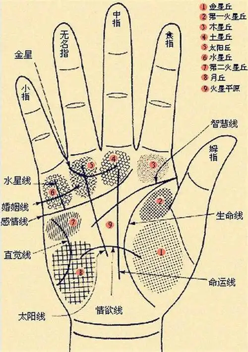 看手相感情线生命线事业线 看相算命婚姻线怎么看