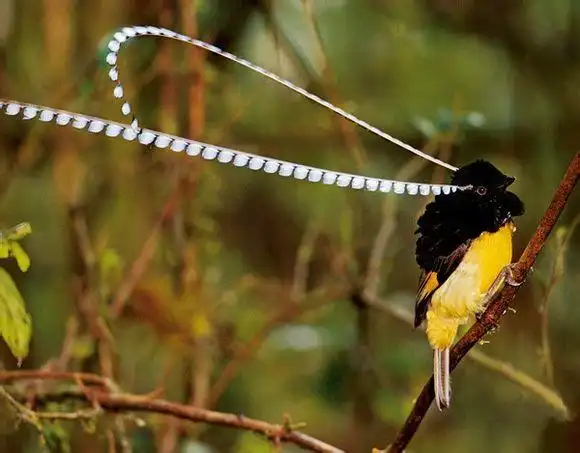 萨克森风鸟 pteridophora alberti