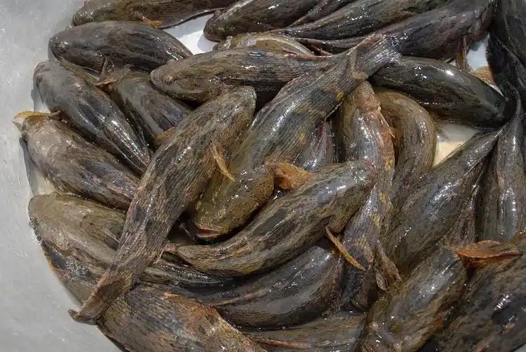 笋壳鱼,土步鱼,老头鱼,同属鲈形目,长得都非常相