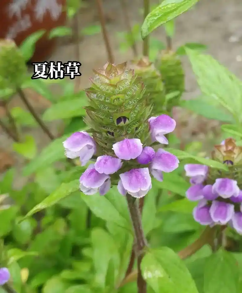 中药材之夏枯草