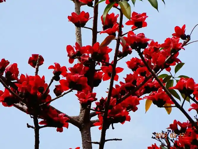 其它 英雄树上艳丽的红棉花 写美篇木棉花又叫红棉花,是广州的市花.