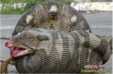 莽蛇吃人图片大全