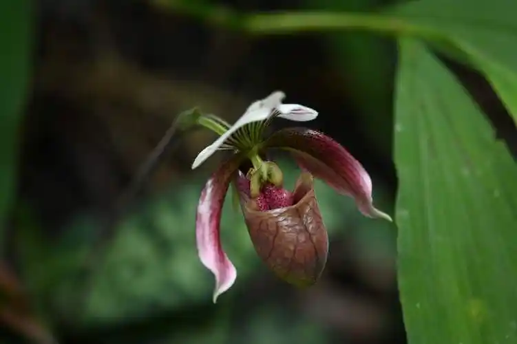 紫霞仙子争相绽放上千株紫纹兜兰迎来盛花期4