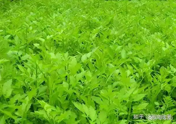 科普八十种农村野生中草药