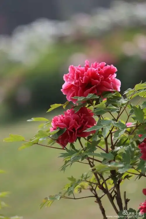 牡丹花洛阳红图片欣赏_洛阳牡丹花图片 风景图片 - 励志人生