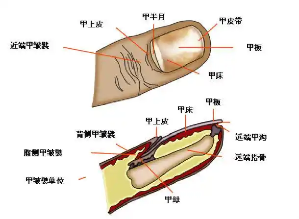 指甲的正面和剖面图(伸肌腱起止点)