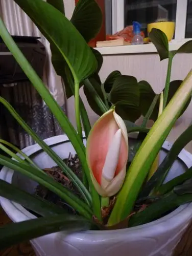 观叶植物金钻会竟然开花?看看花友是怎么样的