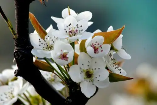 树山村的梨花开了