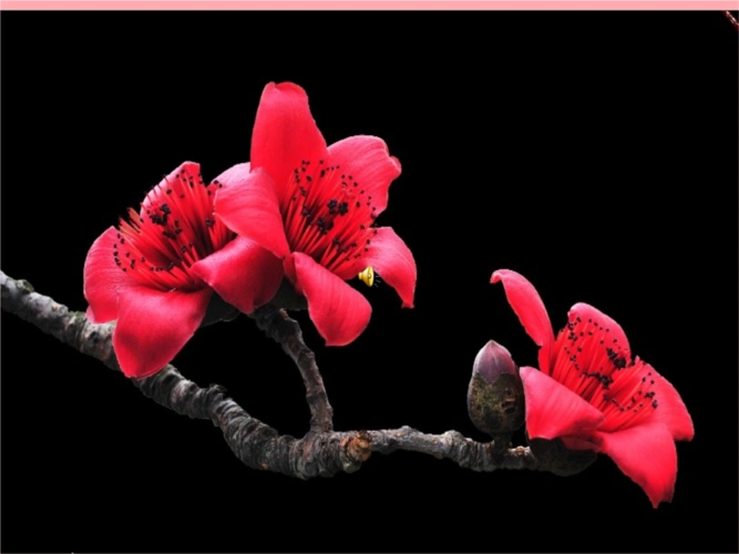 六年级音乐上册_第一单元 唱着跳着走近你课件 苏少版.ppt