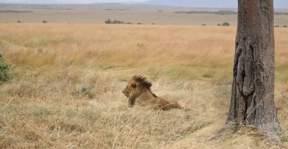 肯尼亚——马塞马拉草原的那些狮子啊