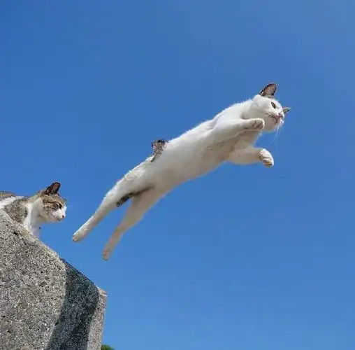 腾空而起的猫,太帅了