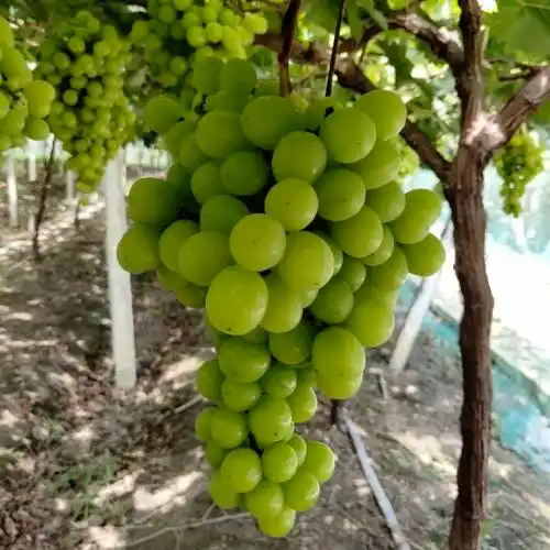 乒乓球葡萄精品鲜果乒乓葡萄颗粒大口感醇正甜串型漂亮价格美丽