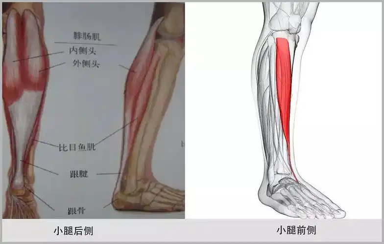 人体小腿肌肉分布轮廓图 - 小腿胫骨的位置图 - 实验室设备网