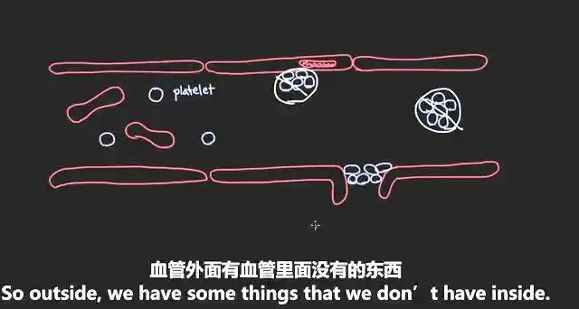 血液系统:凝血反应