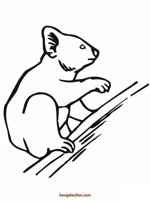 12张有趣的考拉简笔画填色图片大全