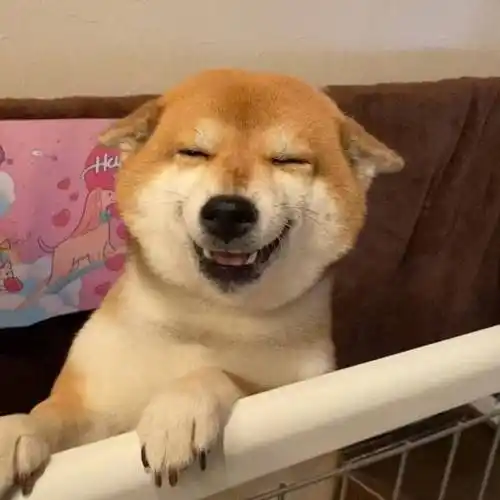 原创柴犬看到铲屎官回家眯眼憨笑主人你回来啦笑容治愈人心