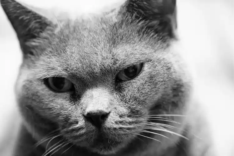 迷人的沙特尔猫