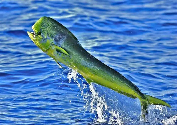鲯鳅鱼,美丽而又奇特的大鱼