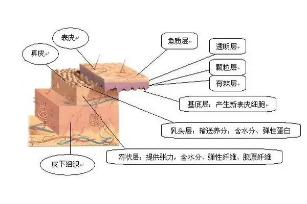 皮肤的三大结构和八大功能