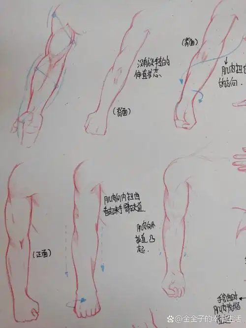 人体结构练习10《手臂肌肉》一看就会.