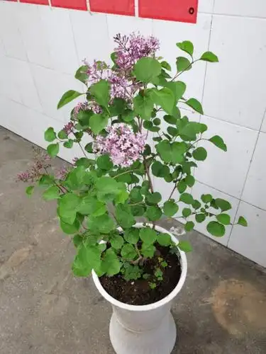 沁人心脾丁香花